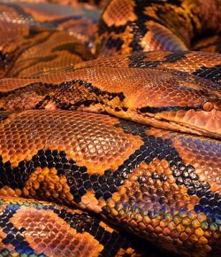 Najbardziej jadowite węże na świecie. Top 5 najniebezpieczniejszych gatunków