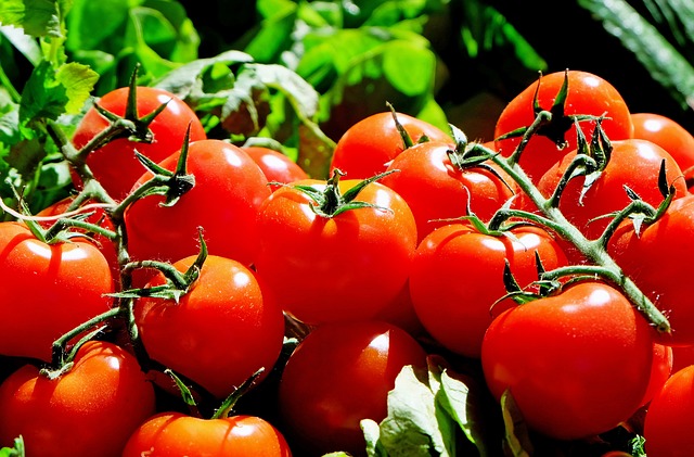 świeże czerwone pomidory