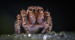 Jaki jest najgroźniejszy pająk na świecie?