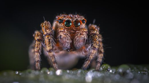 Jaki jest najgroźniejszy pająk na świecie?
